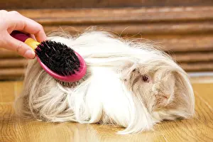 Brushed: Guinea Pig - being brushed