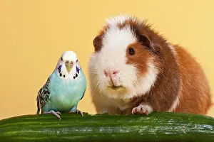 Cucumis: Guinea pig and budgerigar with cucumber, animal