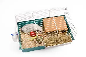 Gunea: Guinea Pig - in cage in studio