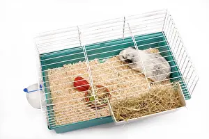 Gunea: Guinea Pig - in cage in studio