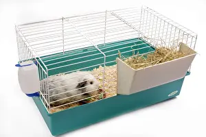 Gunea: Guinea Pig - in cage in studio