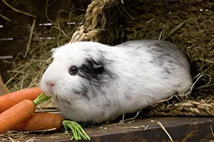 Carrots: Guinea Pig - with carrots