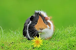 Viewed: Guinea Pig (Cavia porcellus)
