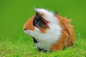 Porcellus: Guinea Pig (Cavia porcellus)