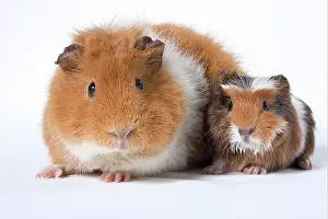 Porcellus: Guinea Pig (Cavia porcellus) adult with baby