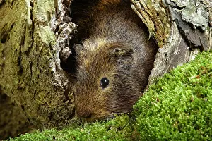 Rosette: GUINEA PIG (cavia porcellus), ADULT STANDING IN TREE STUMP