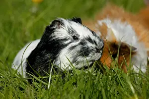 Rosette: GUINEA PIG (cavia porcellus), ADULTS