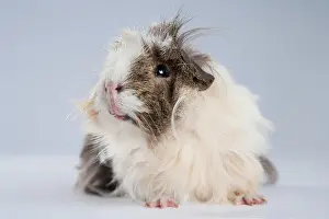 Porcellus: Guinea pig (Cavia porcellus domestica), long-haired