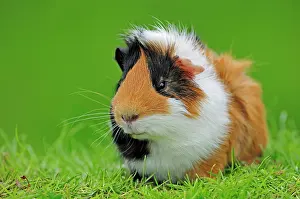Porcellus: Guinea Pig (Cavia porcellus) Meerschweinchen | Guinea