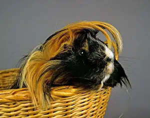 Rosette: Guinea Pig (cavia porcellus) standing in Basket