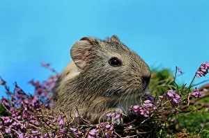 Caviidae: Guinea Pig (Caviidae), wild color-white, shorthair