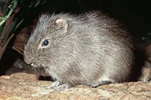 Cavia: GUINEA PIG / CAVY