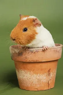 Cavia: Guinea Pig / Cavy