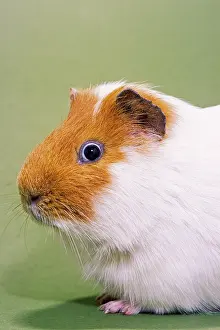 Cavia: Guinea Pig / Cavy