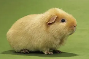Cavia: Guinea Pig / Cavy