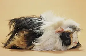 Cavia: Guinea Pig / Cavy