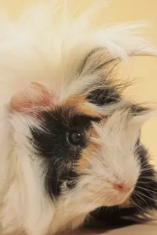 Cavia: Guinea Pig / Cavy