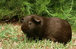 Porcellus: GUINEA PIG - CHOCOLATE