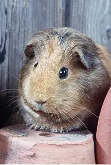 Pots: GUINEA PIG - close-up of face