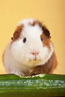 Cucumber: Guinea pig with cucumber