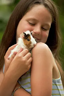 Cuddled: Guinea Pig - being cuddled by young girl