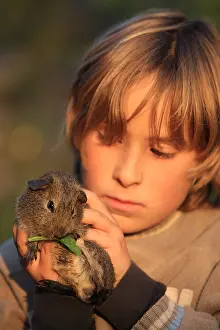 Porcellus: Guinea pig eating a leaf in the hand of a child France