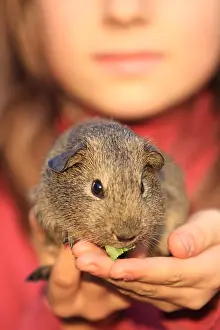Porcellus: Guinea pig eating a leaf in the hand of a girl