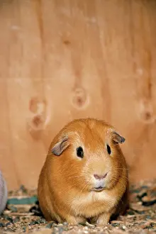 Pigs: GUINEA PIG - face on, in hutch