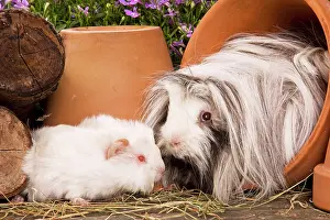 Flowerpots: Guinea Pig - two in garden setting in flowerpots