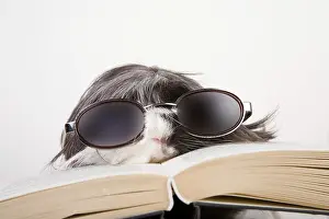 Sunglasses: Guinea pig with glasses and book