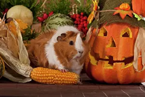 Pumpkins: Guinea pig with jack-o-lantern