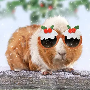 Pudding: Guinea Pig leaning over snow covered log wearing