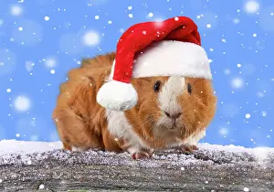 150821: Guinea Pig leaning over snow covered log wearing Christmas h