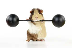 Weights: Guinea pig lifting weights
