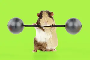 Weights: Guinea pig lifting weights