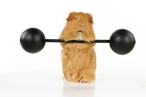 Weight: Guinea pig lifting weights