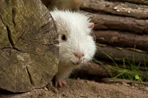 Caviidae: Guinea pig, outdoor