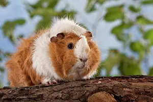 Singly: Guinea pig on pine trunk