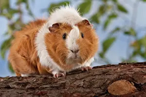 Singly: Guinea pig on pine trunk