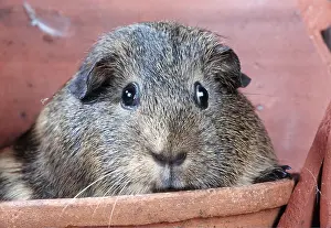 Pots: GUINEA PIG - Among plant pots