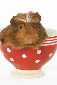 Cups: Guinea Pig - in red & white spotted bowl