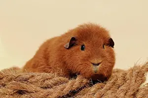 Caviomorpha: Guinea pig, Rex guinea pig, red, Austria, Europe
