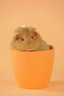 Hairstyle: Guinea pig sitting in cup