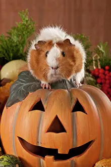 Pumpkins: Guinea pig sitting on a jack-o-lantern
