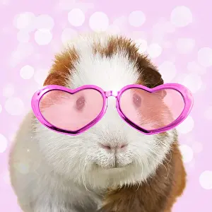 Spectacles: Guinea pig, smiling, wearing pink heart shaped glasses