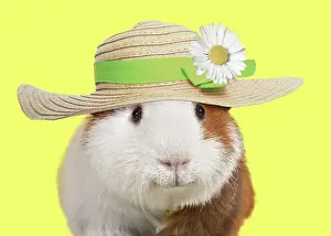 Bonnets: Guinea pig smiling, wearing straw hat