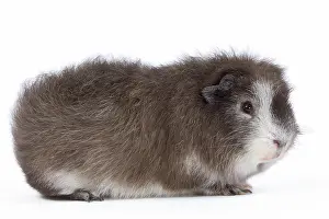 Gunea: Guinea Pig - in studio