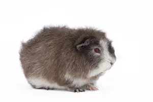 Gunea: Guinea Pig - in studio