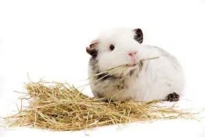 Gunea: Guinea Pig - in studio eating straw