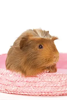 Raffia: Guinea Pig - in studio in pink raffia basket